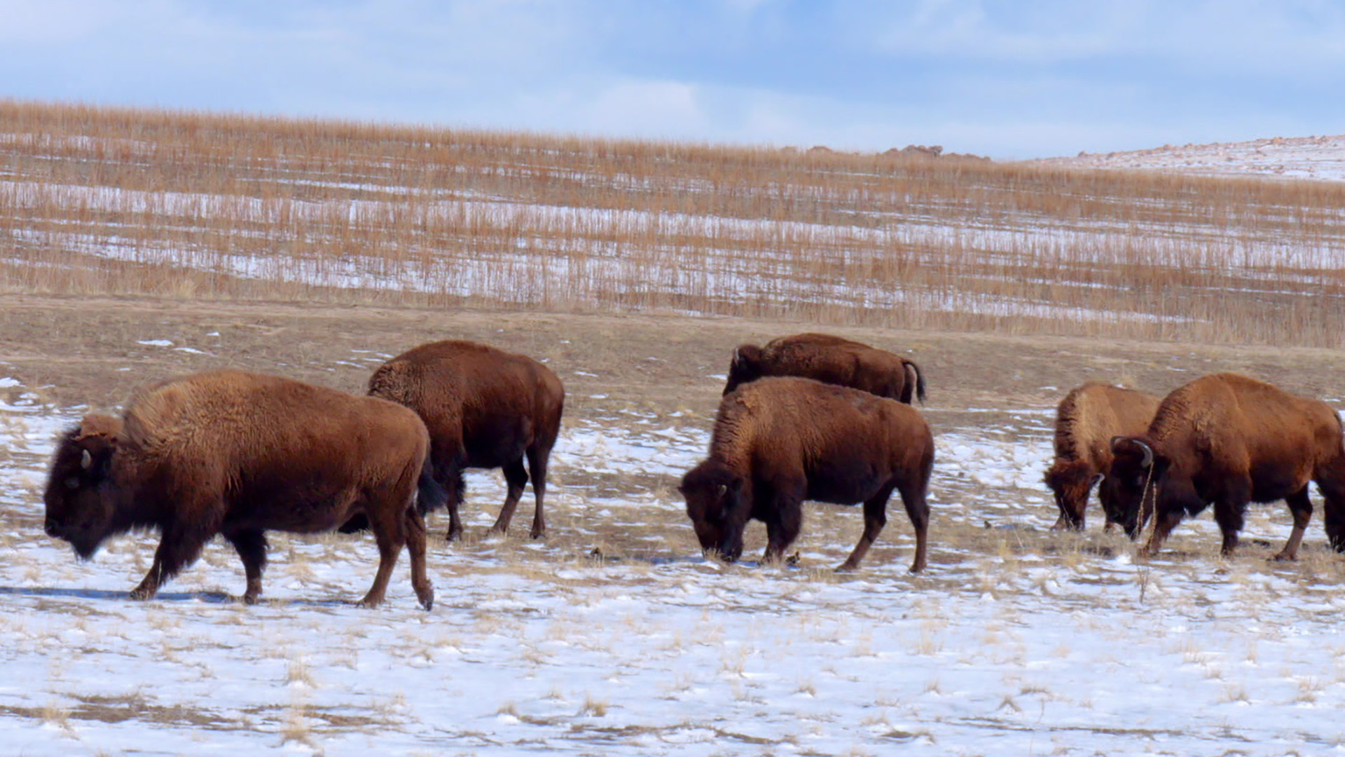 Watch Sunday Morning: Nature: Bison in Utah - Full show on CBS