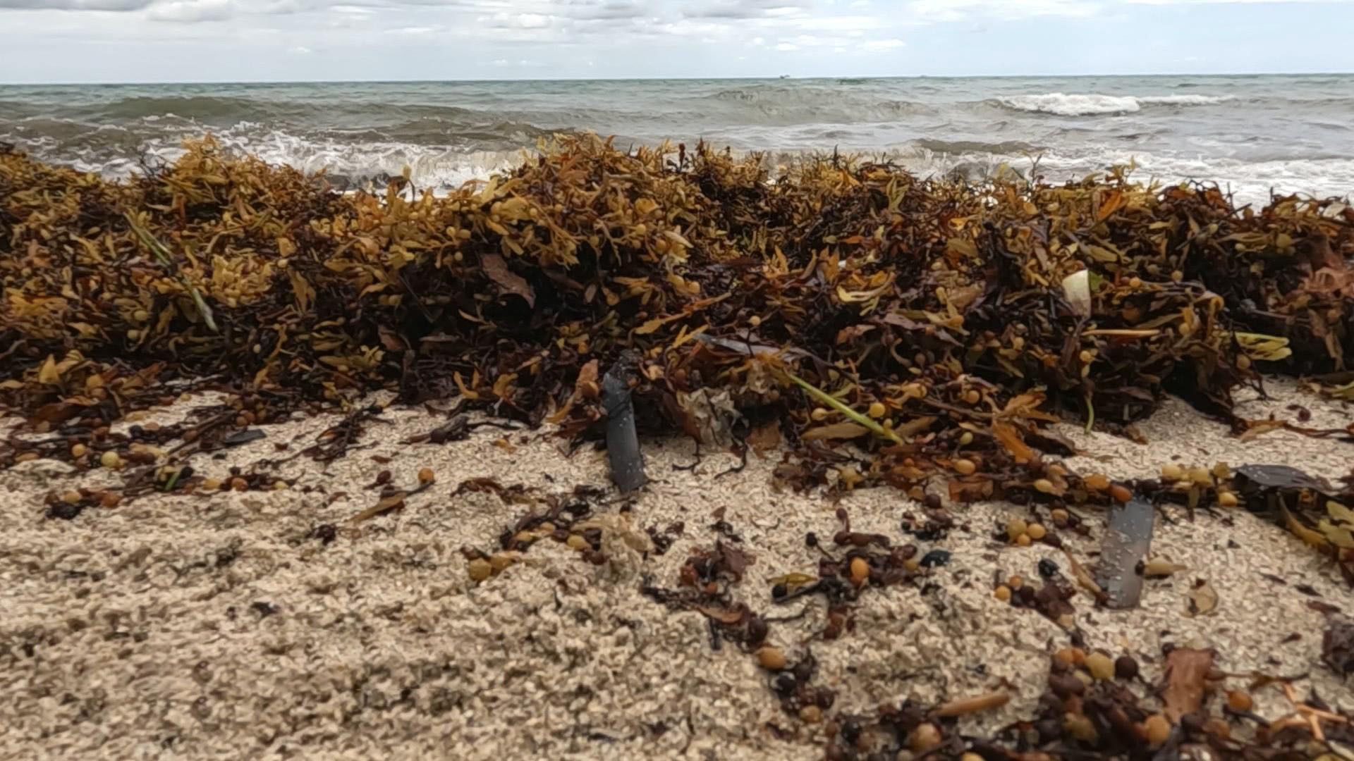 Watch CBS Mornings Giant seaweed bloom hits Florida coast Full show