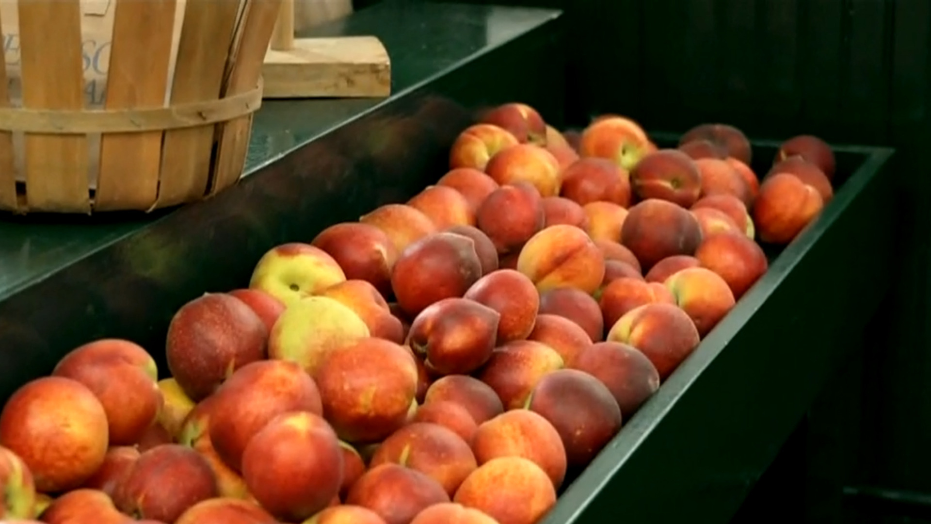 Watch CBS Evening News peach crop devastated by warm winter