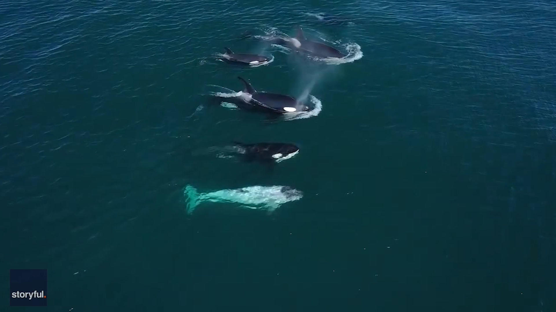 Watch CBSN Whale watchers spot "incredible" white orca Full show on