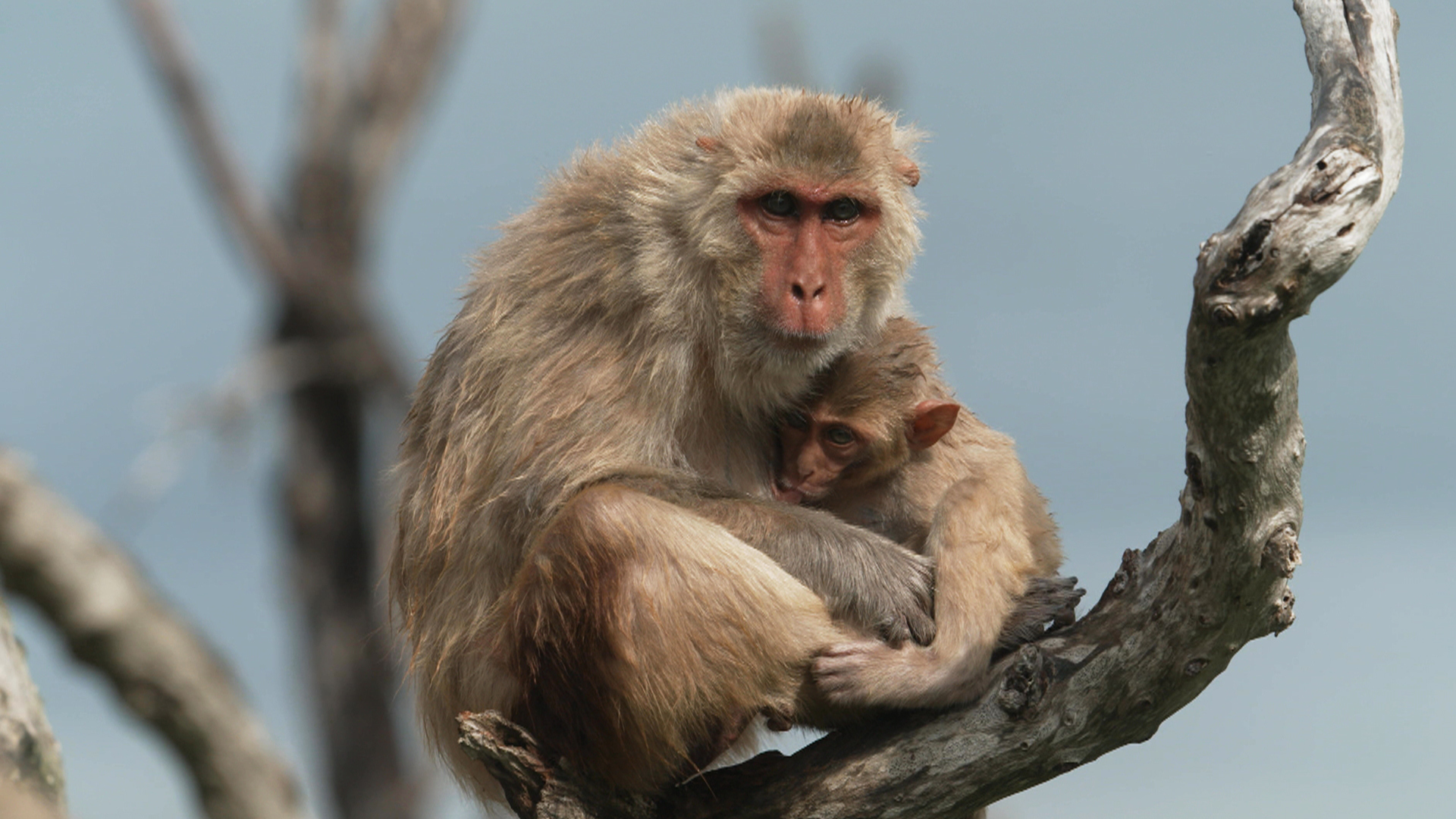 Watch 60 Minutes Overtime How monkey research survived Hurricane Maria ...