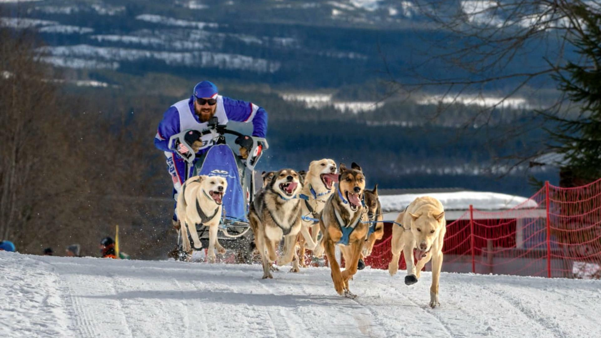 Sled Dogs John Suter Iditarod Hot Poodle Iditarod Sale