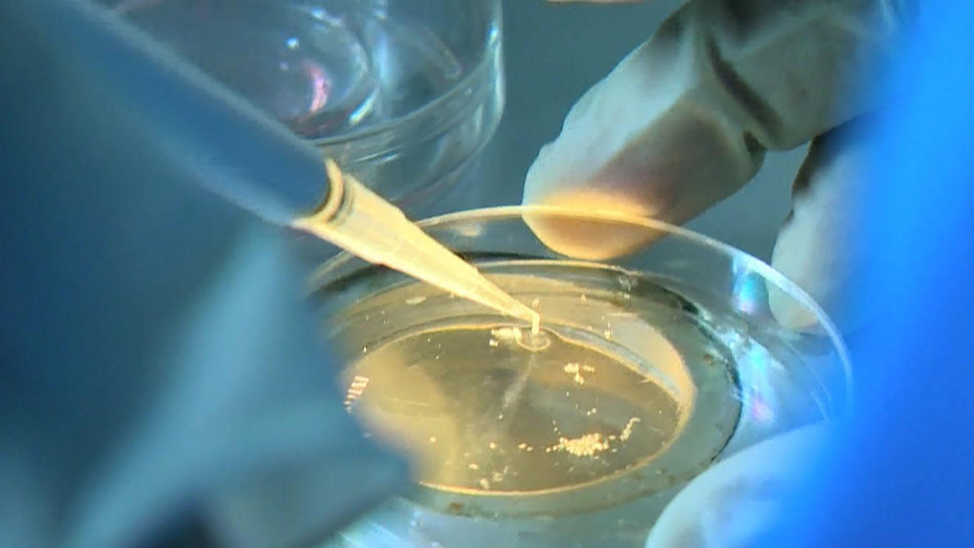 Watch Cbs Mornings Southern Baptists Ivf Ruling Full Show On Paramount Plus