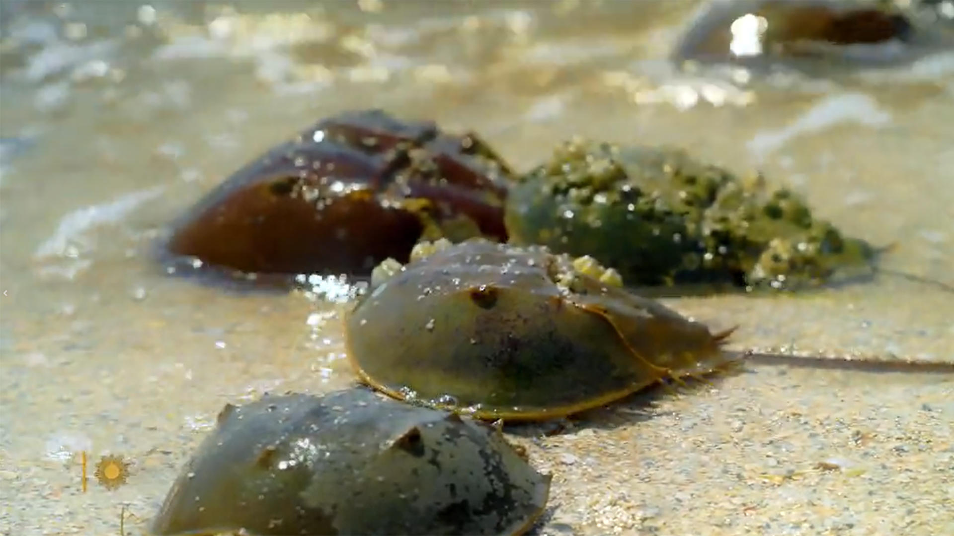 Watch Sunday Morning: Nature: Horseshoe crabs in Florida - Full show on ...