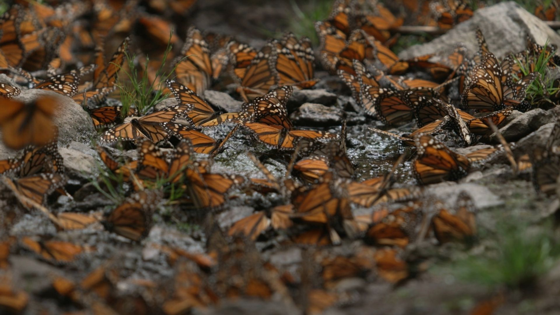 Watch 60 Minutes Overtime: Flight of the Monarchs | Sunday on 60 ...