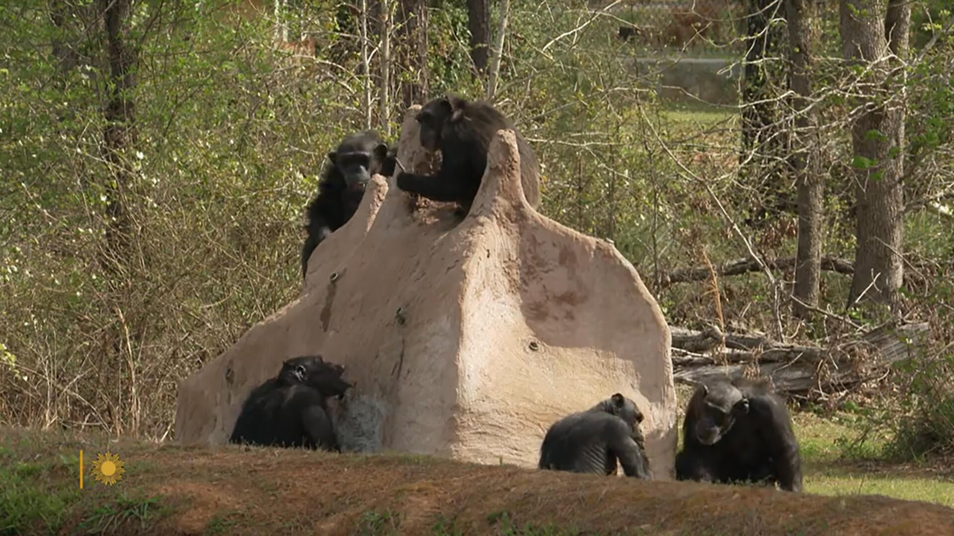 Watch Sunday Morning: Nature: Chimpanzees in Louisiana - Full show on CBS