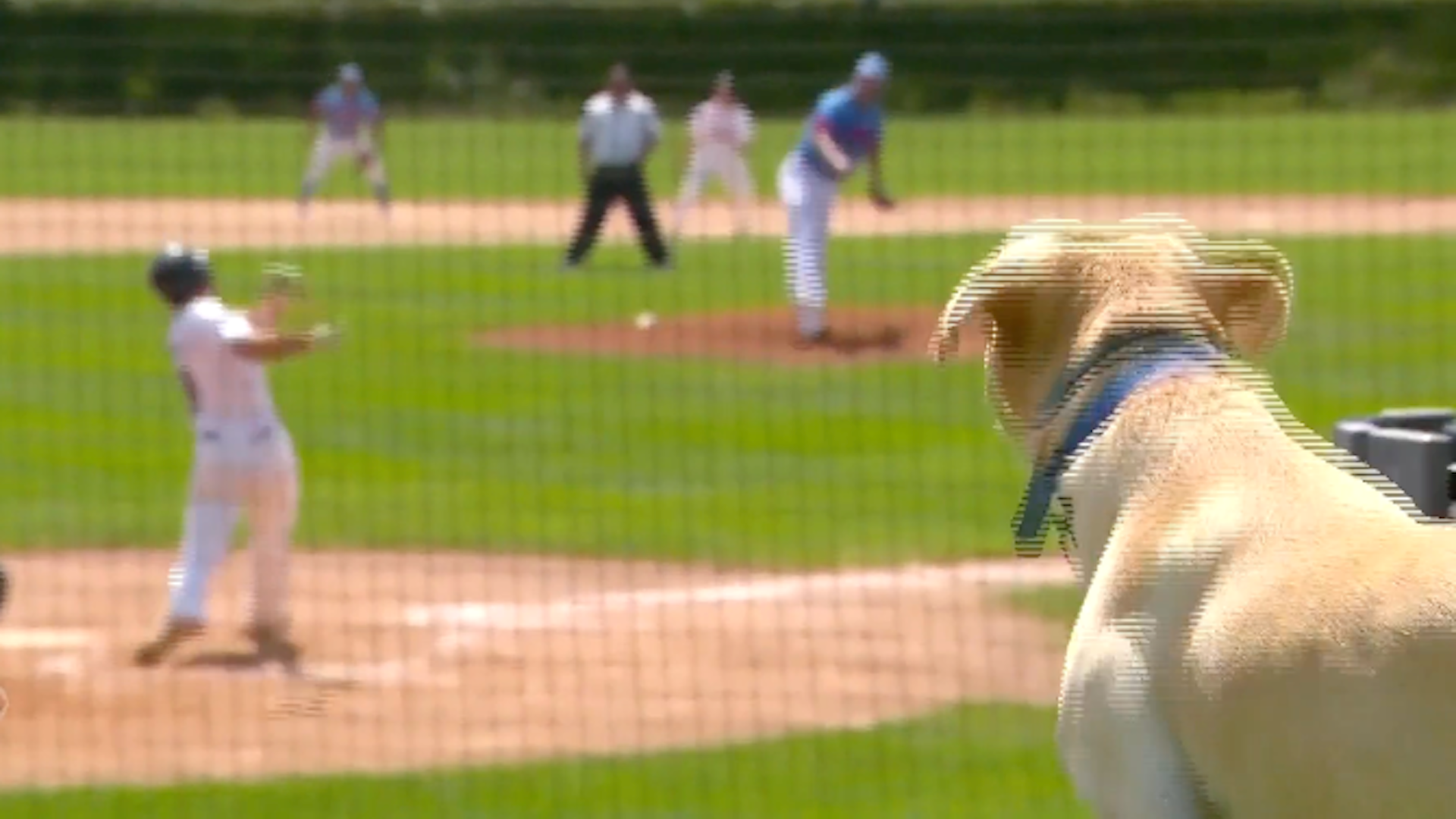 Watch CBS Evening News Season Episode Minnesota hunting dog