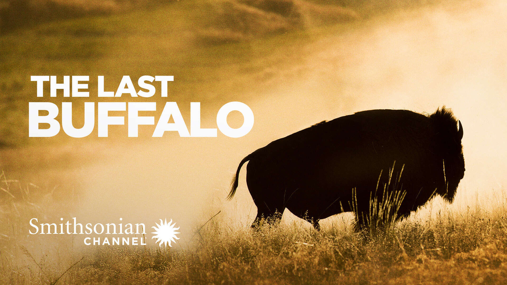 The Last Buffalo - Watch Full Movie on Paramount Plus