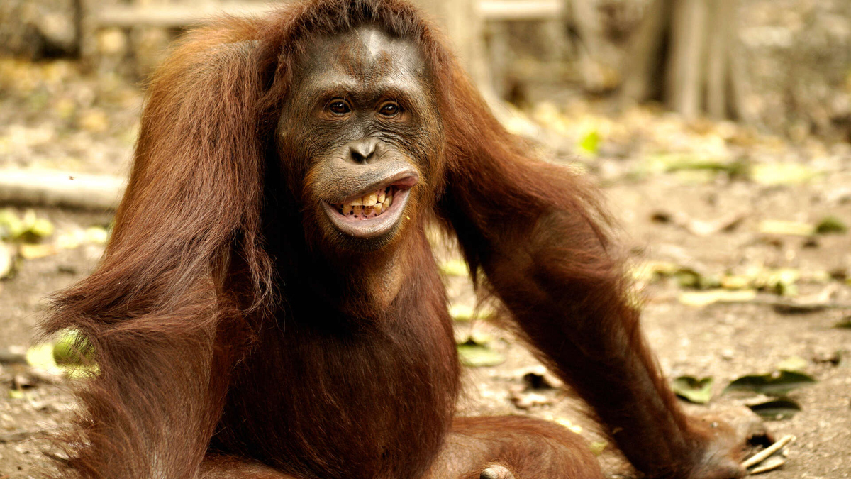 Watch Orangutan Jungle School Season 1 Episode 4 The Misfits Full