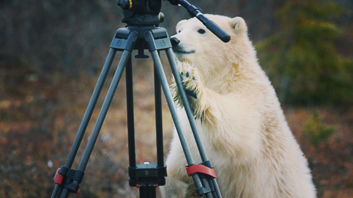 Bear город. Bear about Town.