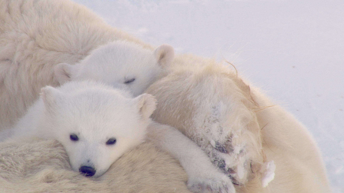 Watch Polar Bear Town Season 1 Episode 6 Quest for Cubs Full show on