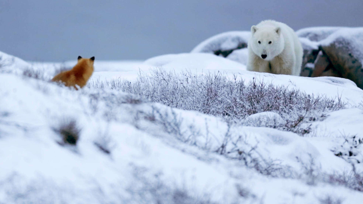 Watch Polar Bear Town Season 1 Episode 4 Halloween Horror Story Full