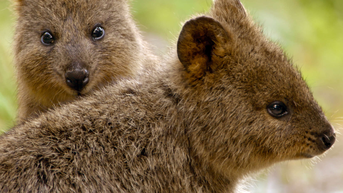 Watch Secrets Of Wild Australia Season 1 Episode 5 Mini Marsupials Full Show On Paramount Plus