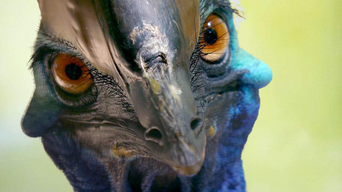 Watch Wild Birds of Australia Season 1 Episode 4 Feathering the Nest Full show on Paramount Plus