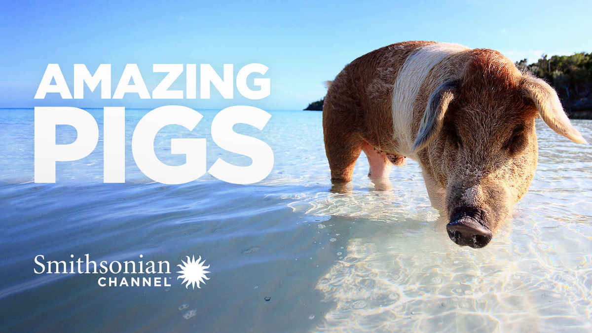 Amazing Pigs Watch Movie on Paramount Plus