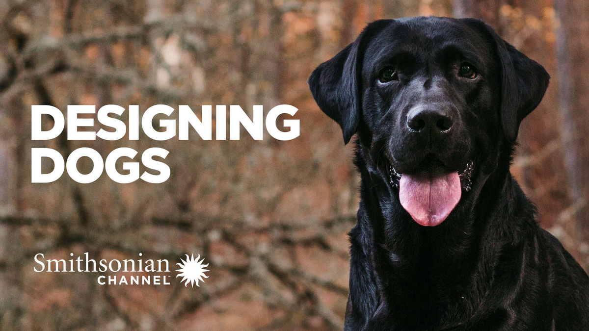 Designing Dogs Watch Full Movie On Paramount Plus