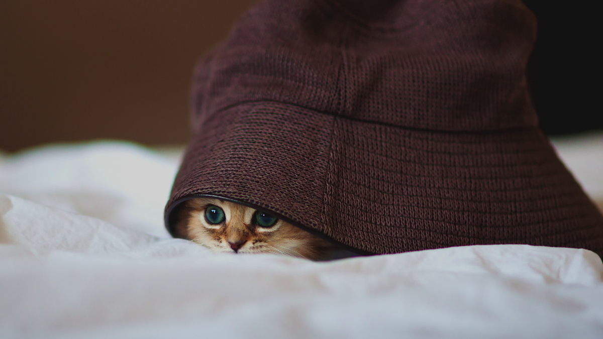 Ава котика в шапке кота