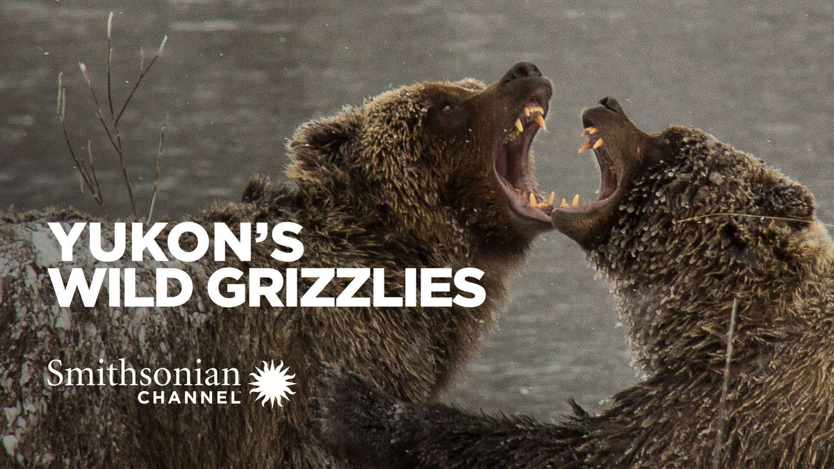 Yukon's Wild Grizzlies Watch Full Movie on Paramount Plus