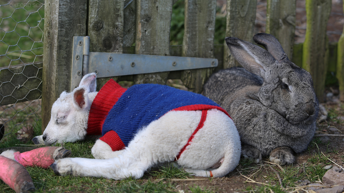 Watch Amazing Animal Friends Season 1 Episode 3 Amazing Animal Friends