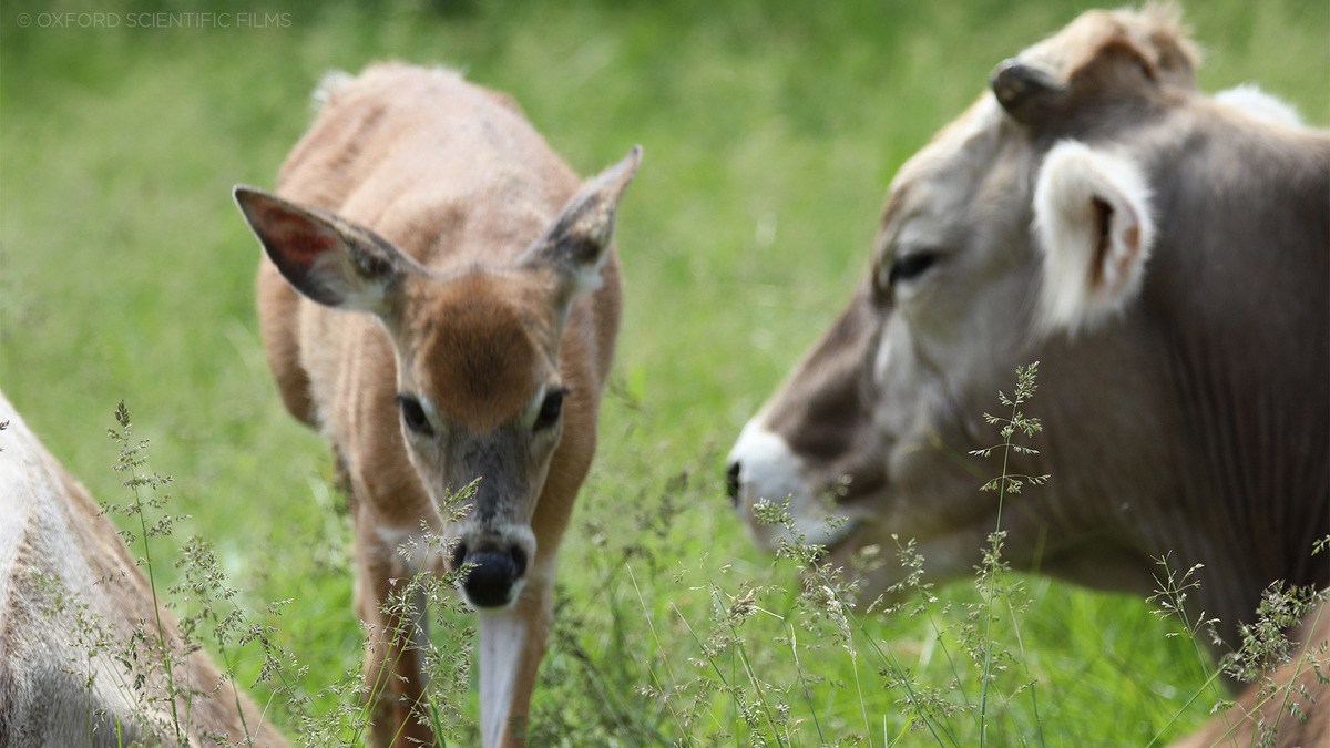 Watch Amazing Animal Friends Season 1 Episode 1 Amazing Animal Friends