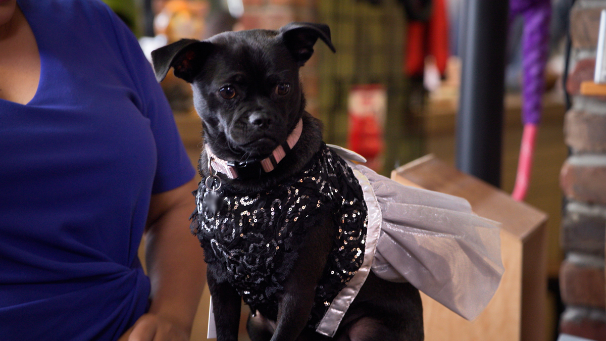 Watch My Dream Quinceañera Season 1 Episode 5 My Dream Quinceañera