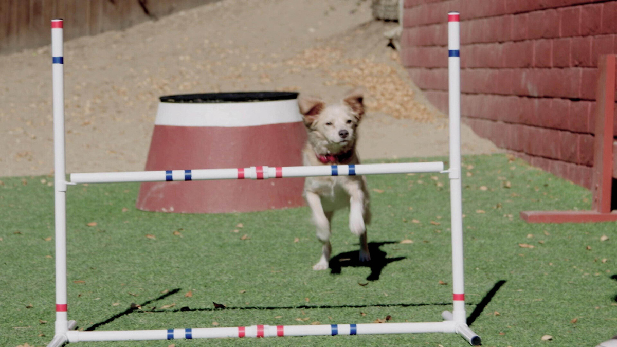 Watch Lucky Dog: Reunions Season 13 Episode 6: Agility Pros - Full