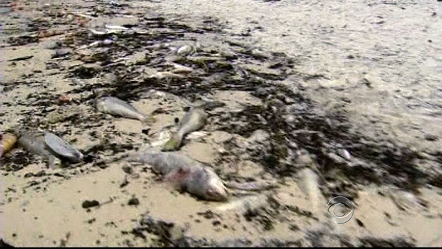 Watch CBS Evening News: Thousands of dead fish, stingrays, crabs and ...