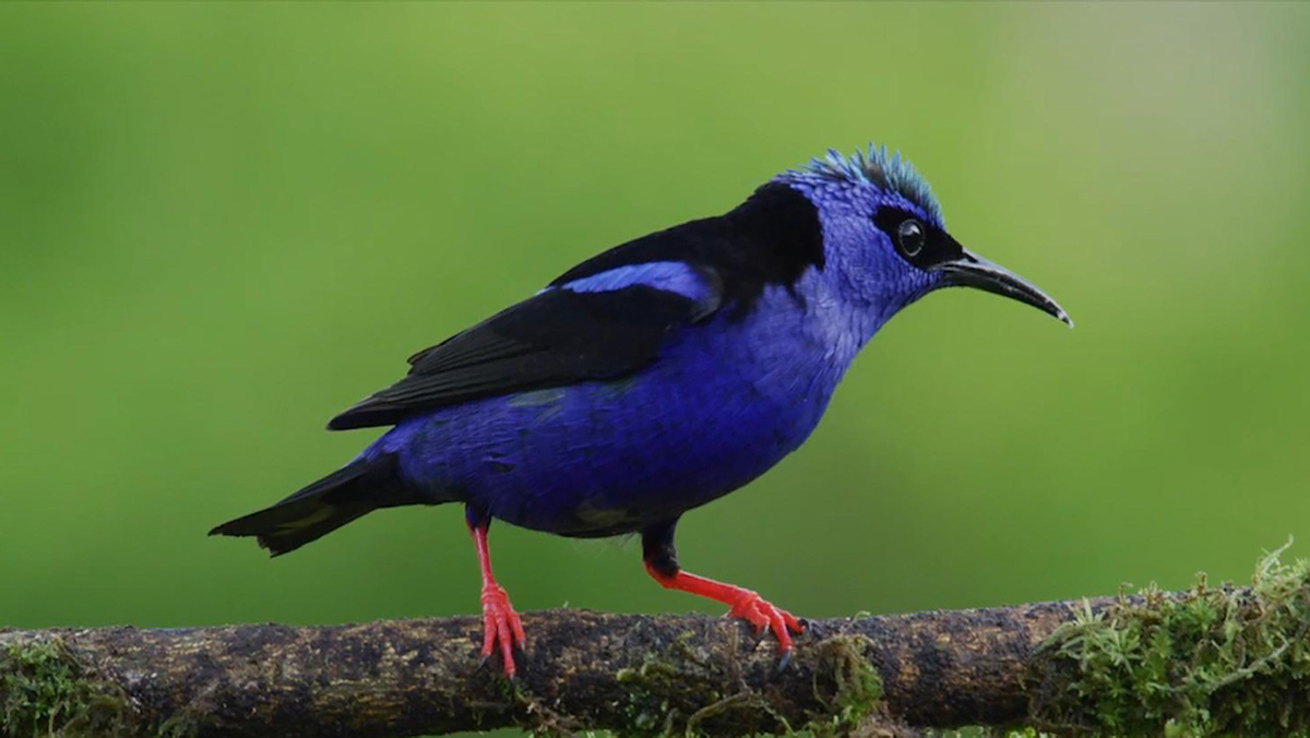 Watch Sunday Morning: Birds of Costa Rica - Full show on CBS