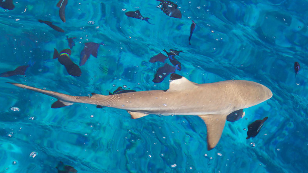 Watch Cbs Evening News Shark Sightings On The Rise Off
