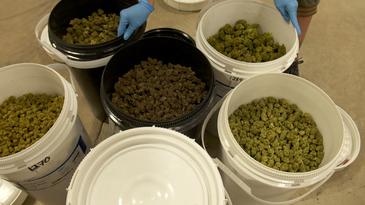 Watch 60 Minutes Overtime: The biggest legal weed factory in the U.S