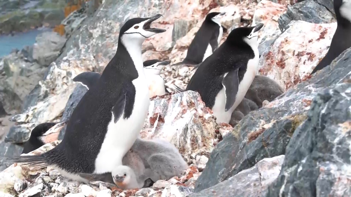 Watch CBS This Morning: Saturday: Environmental challenges ...