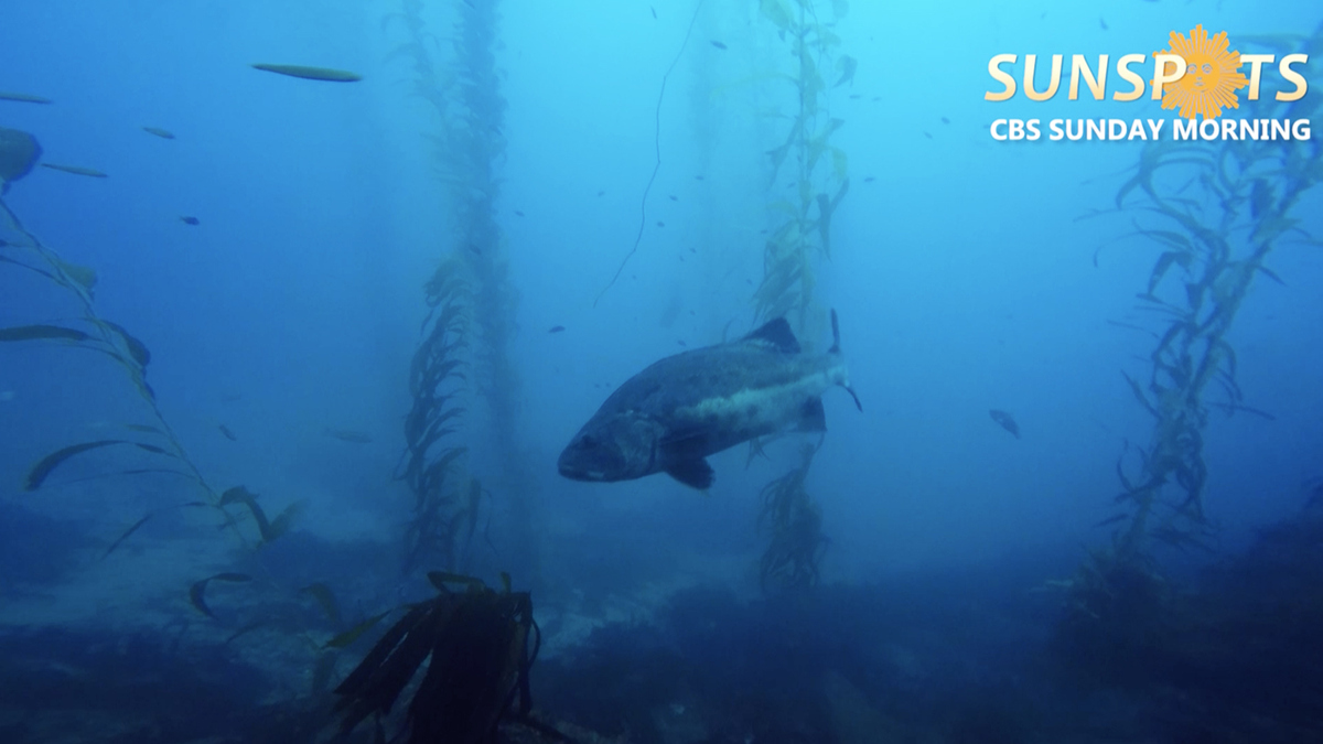 Watch Sunday Morning: Deep ocean waters warming at faster ...