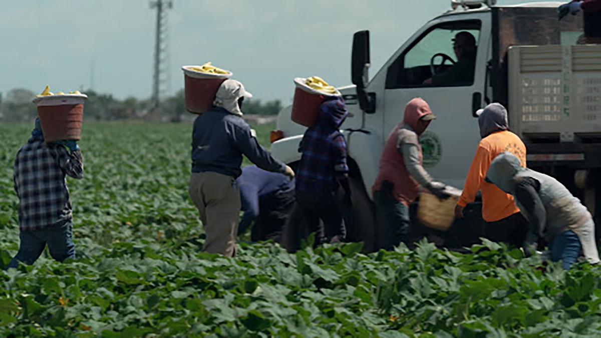 Watch CBS News Specials: Impact of pandemic on farm workers - Full show ...