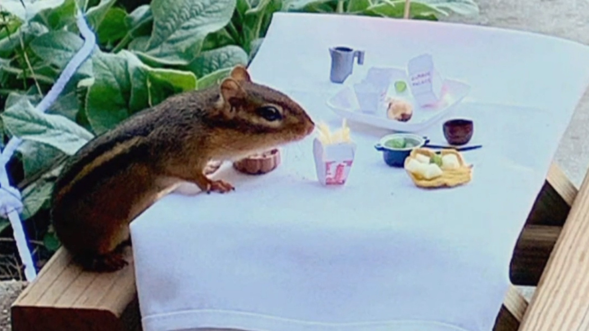 Watch Cbs Evening News Porch Restaurant Caters To Chipmunk Full Show On Cbs All Access