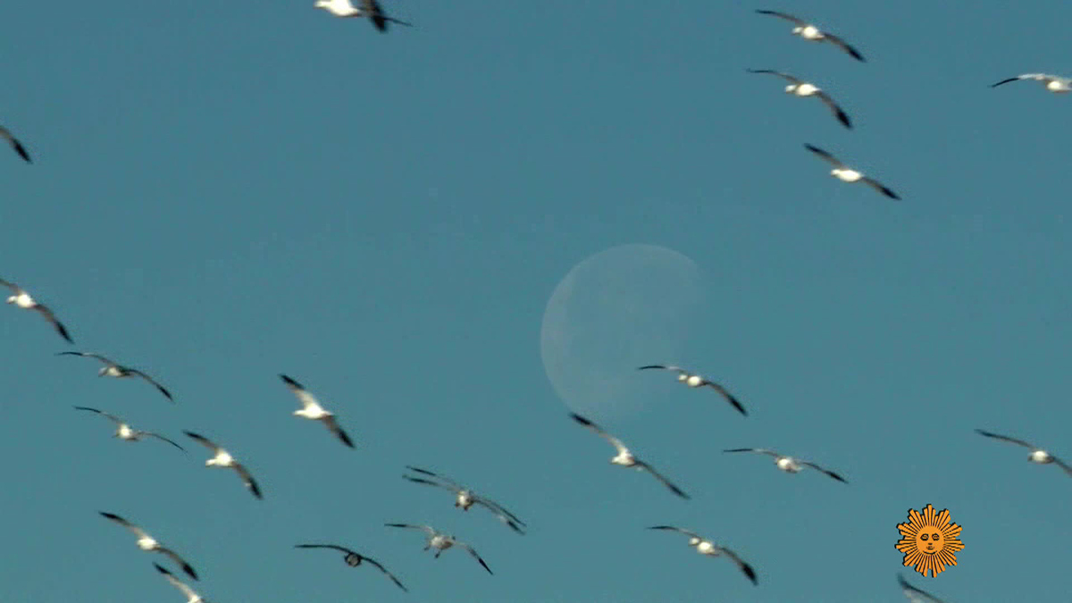 Watch Sunday Morning Season Episode Nature: Geese migration