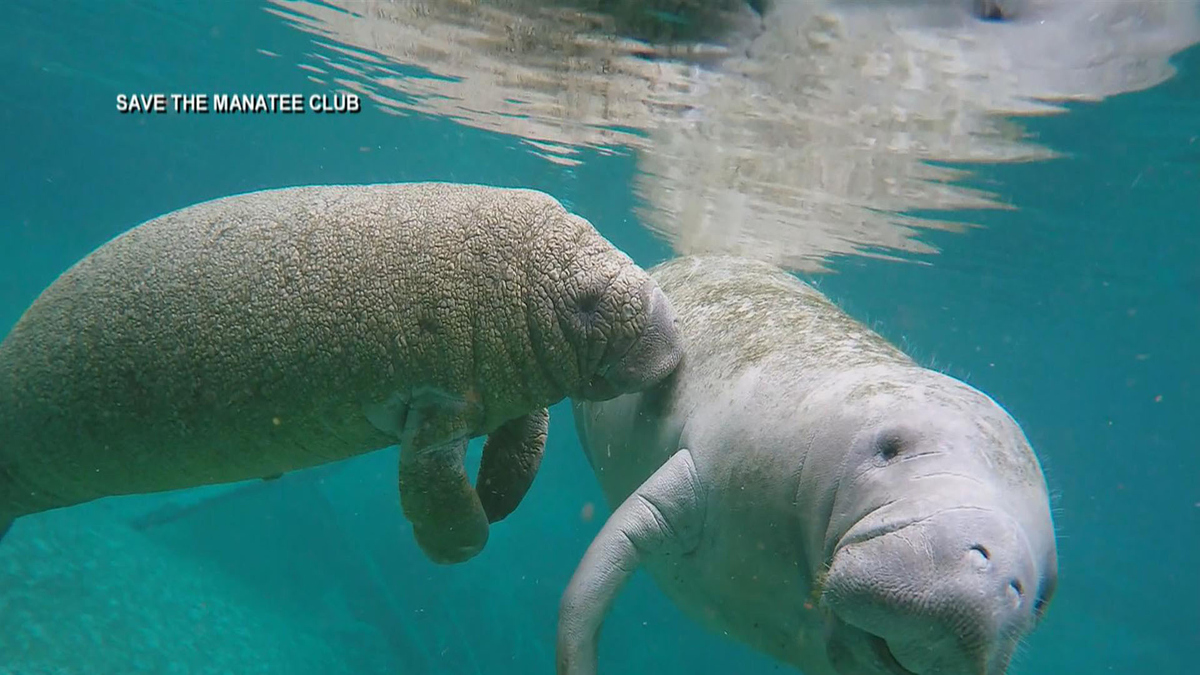 Watch CBS Evening News Florida's manatees dying at a high rate Full