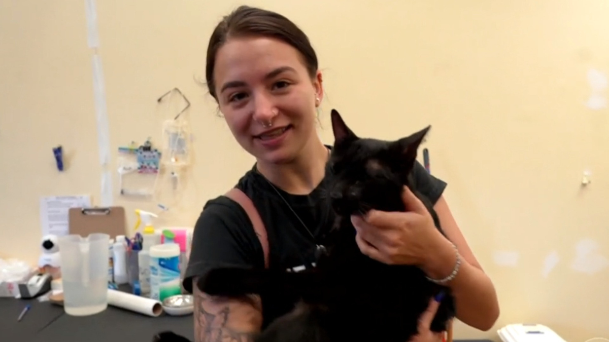 Watch CBS Evening News: Cat from Surfside collapse reunited with owners ...