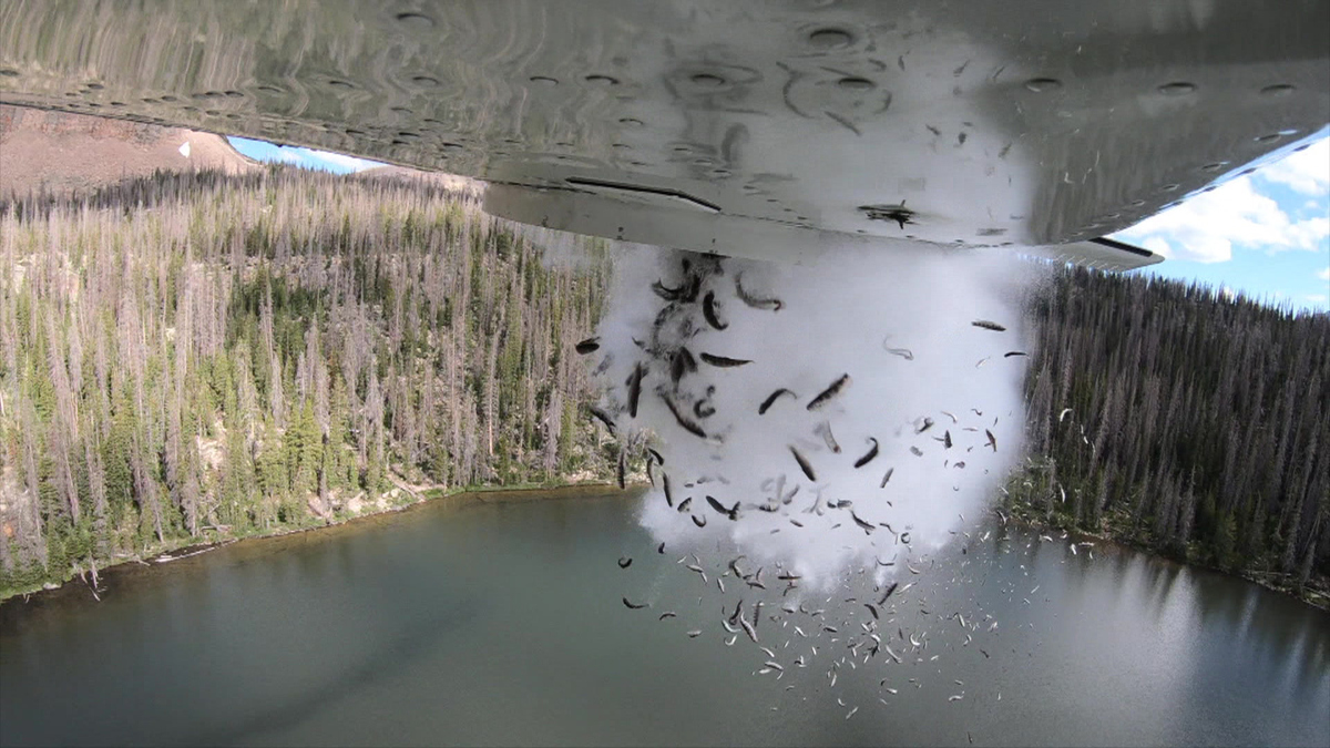 Watch Sunday Morning: In Utah, it's raining fish - Full show on CBS