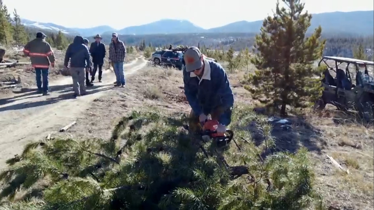 Watch CBS Evening News Protecting a forest by cutting down Christmas