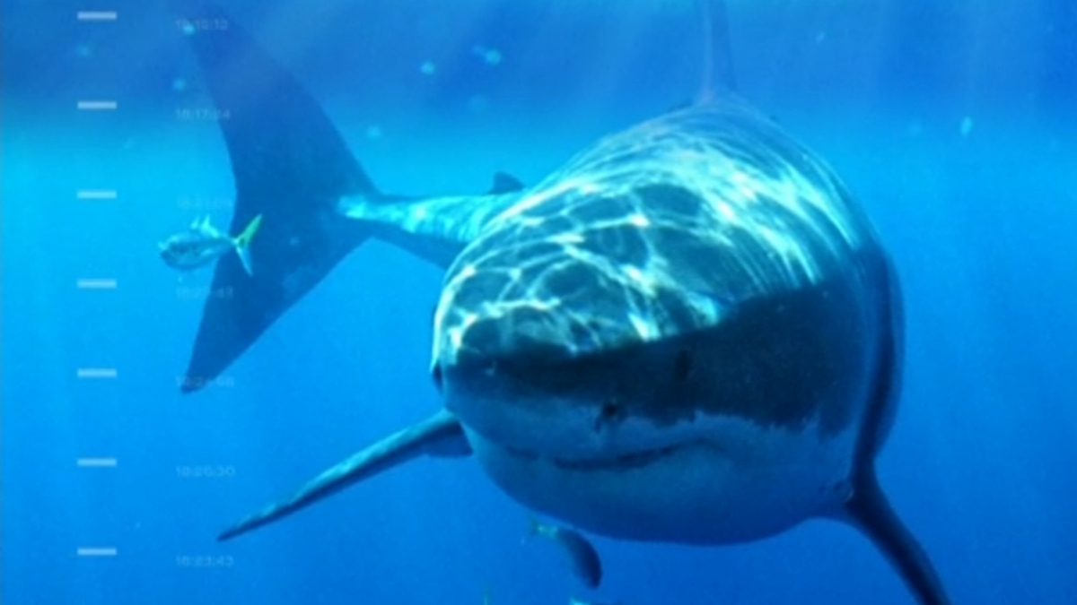 Tourist Bitten by Shark in Long Island’s Fifth Attack in Two Weeks