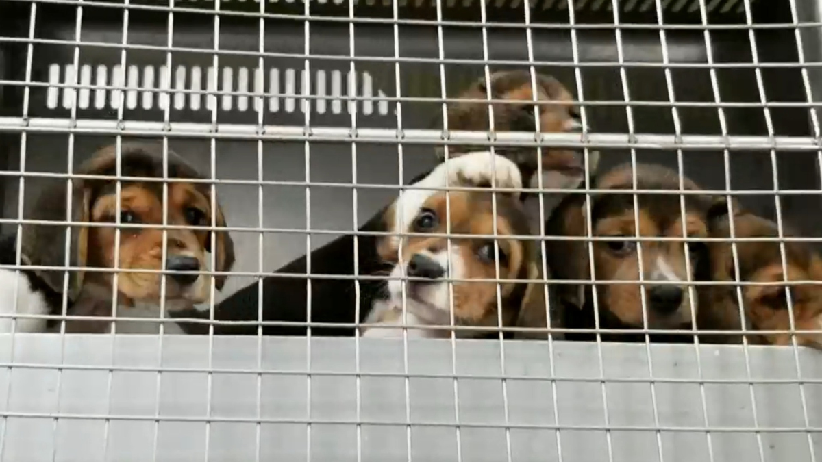 Watch CBS Evening News 4,000 beagles rescued from breeding facility