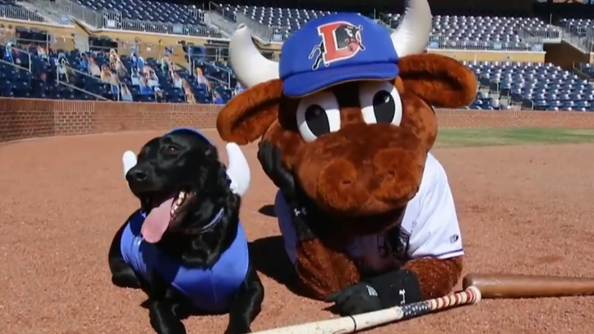 Watch CBS Evening News: Dog collects baseball bats for team - Full show ...