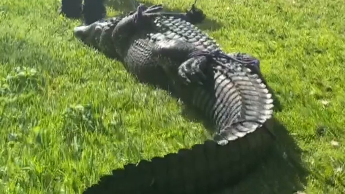 Watch CBS Evening News Alligator kills 85yearold woman in Florida