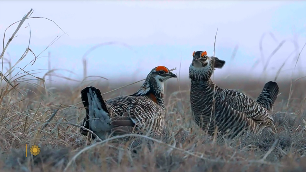 Watch Sunday Morning Nature Prairie chickens Full show on Paramount