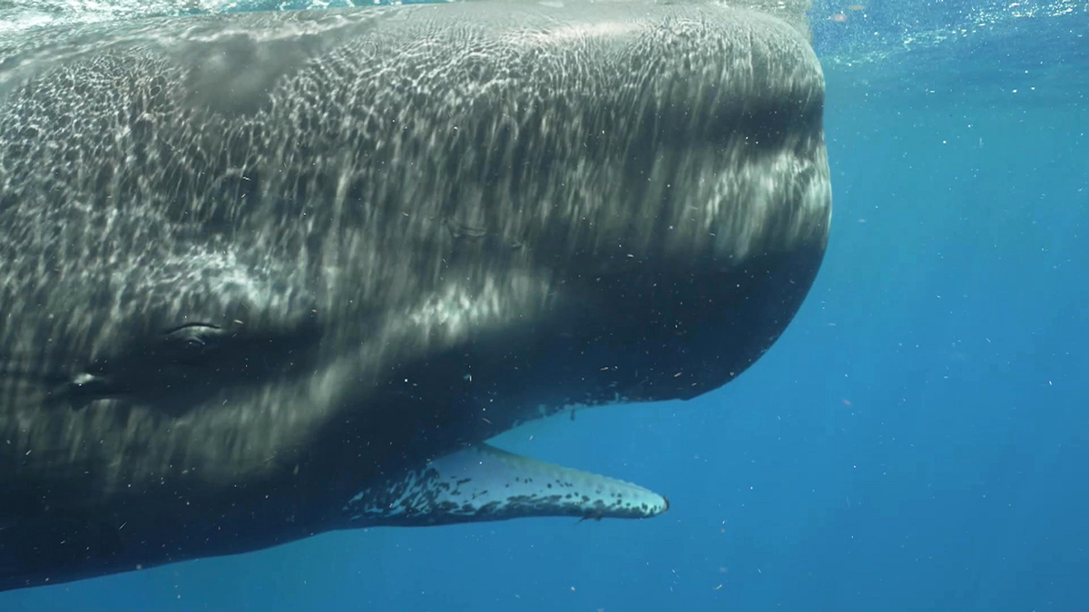 60 Minutes Overtime: Snorkeling with sperm whales - Full show