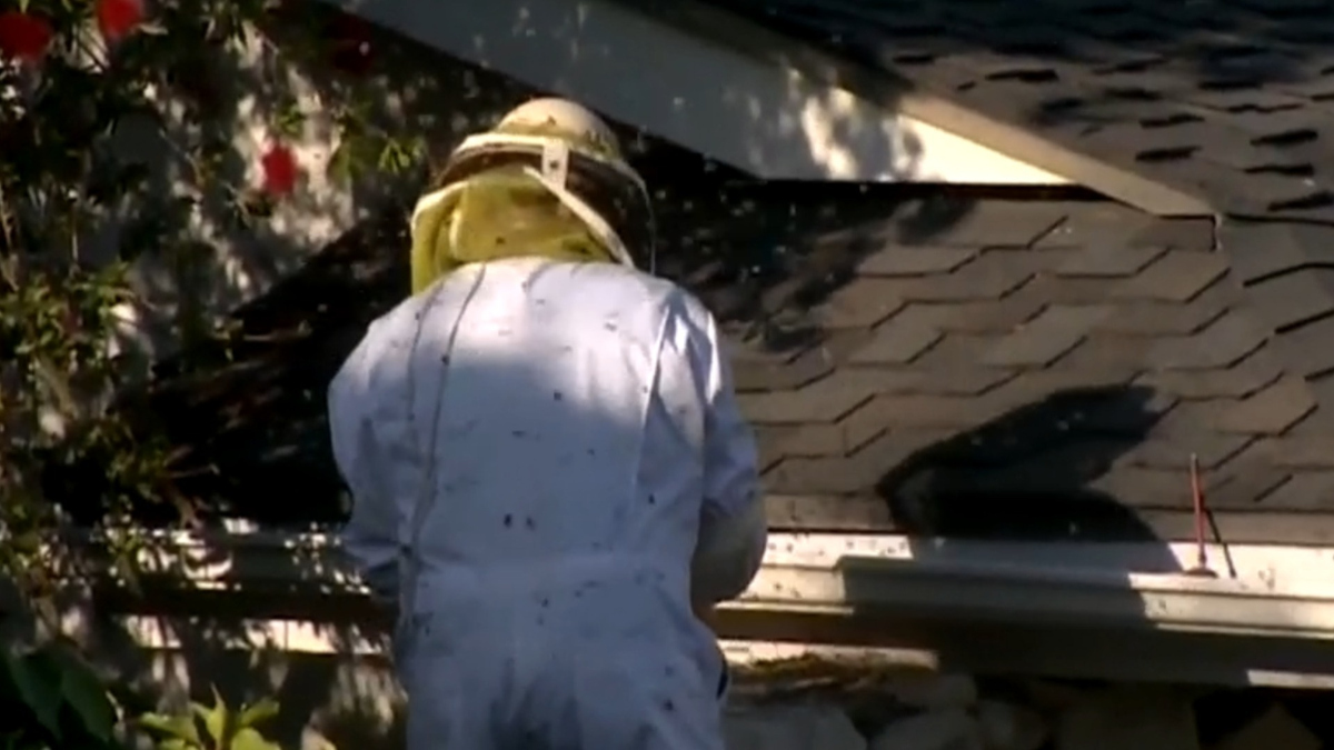 Watch CBS Evening News 2 hospitalized in bee swarm attack Full show