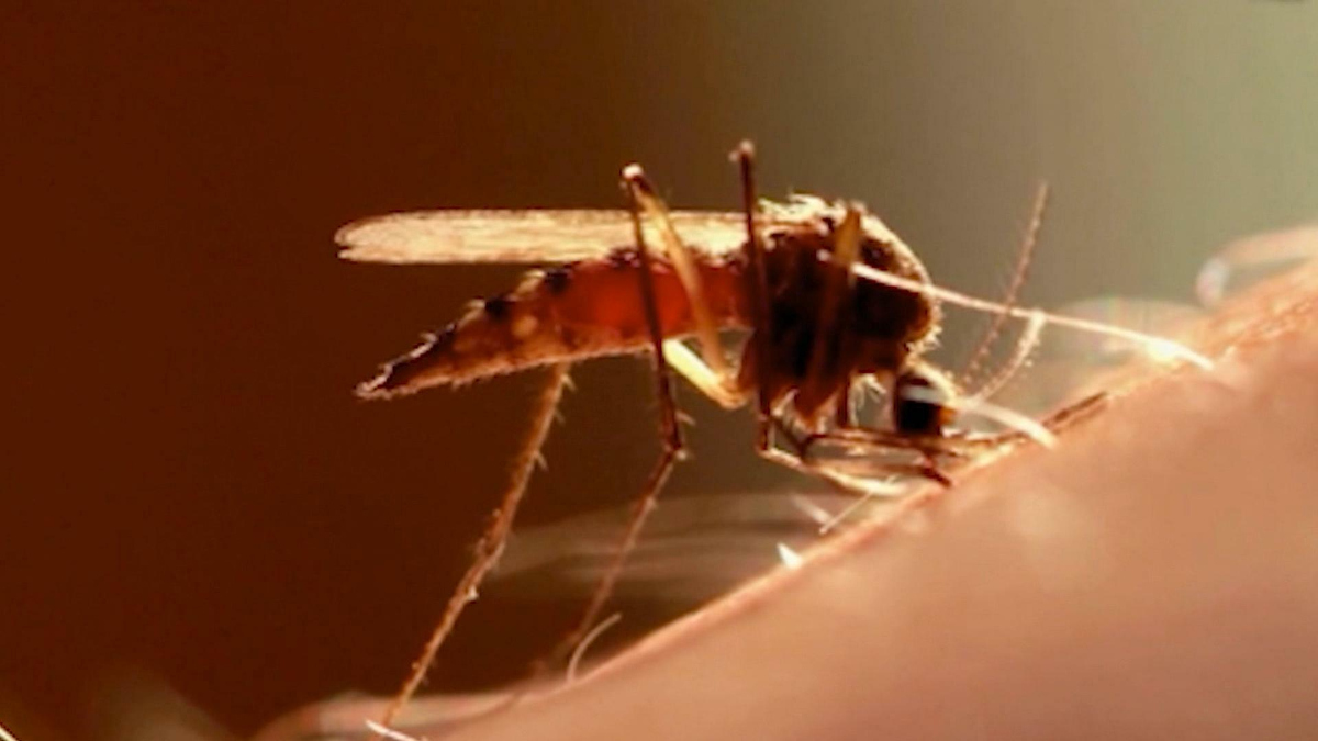 Watch CBS Saturday Morning How to keep mosquitoes away this summer