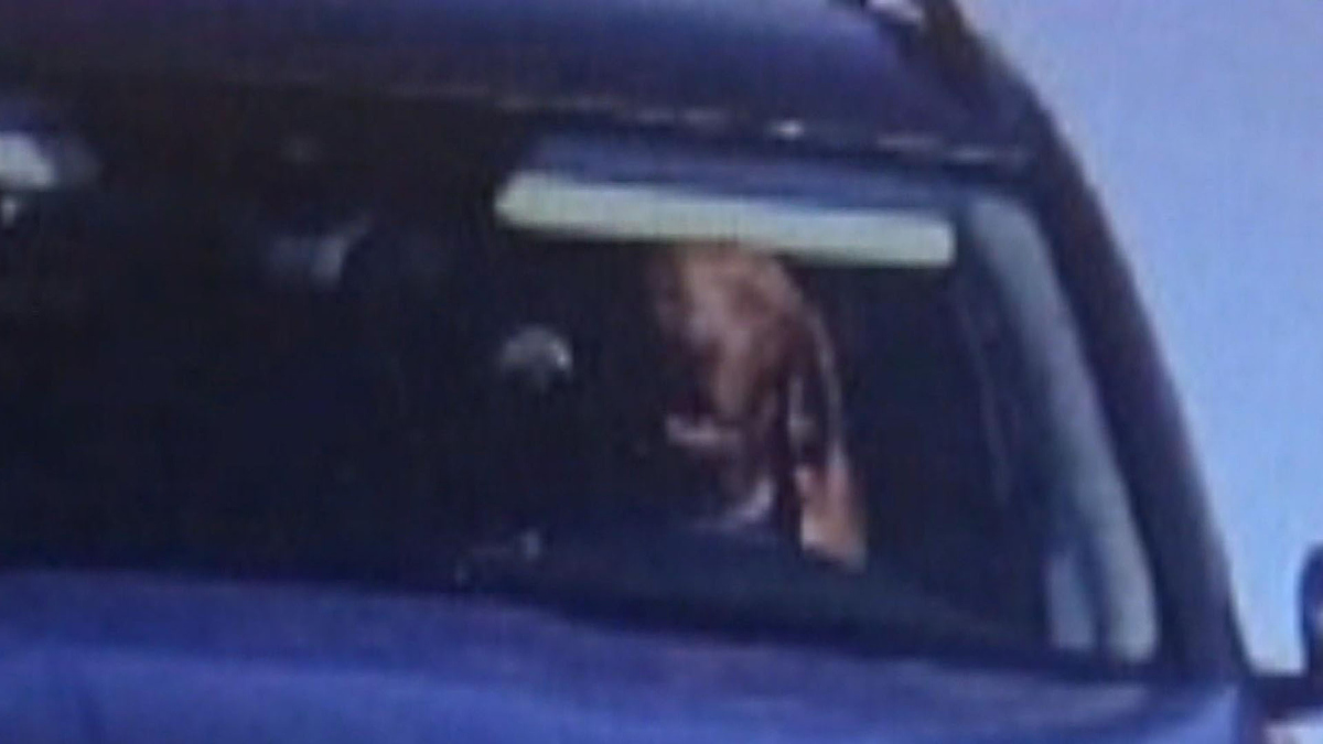 Watch CBS Evening News Traffic camera shows dog behind wheel of car ...
