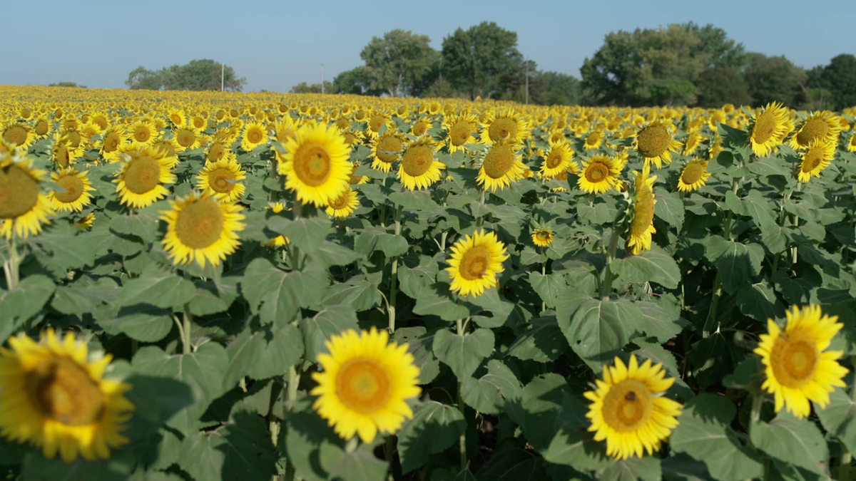 Watch Sunday Morning Sunflowers in bloom Full show on CBS