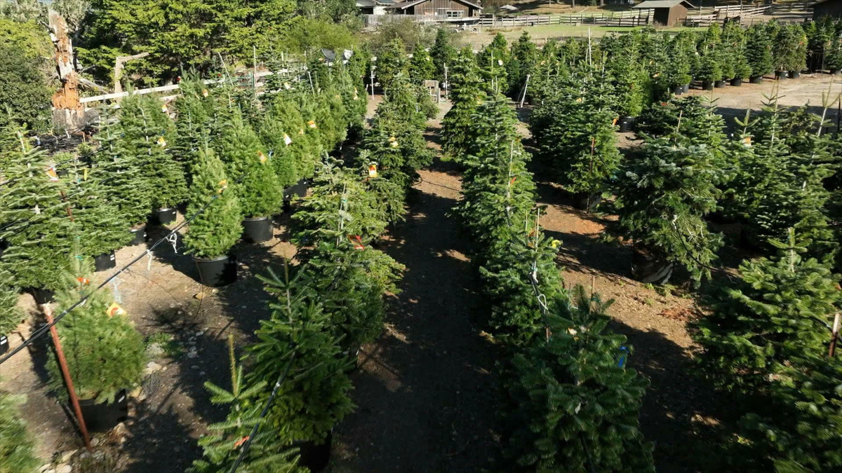 Watch CBS Saturday Morning Christmas tree farm rents live trees Full
